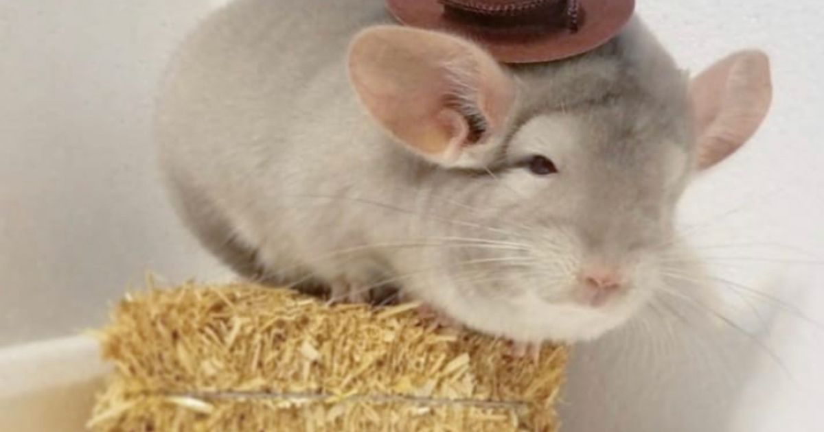 smallpetselect.shortstack.page