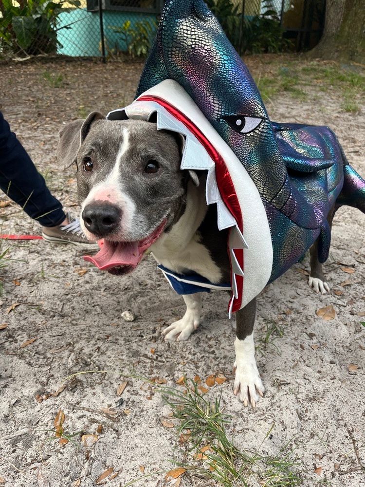 Bar Dog Wine's HOWL-oween dog costume contest features adoptable pups