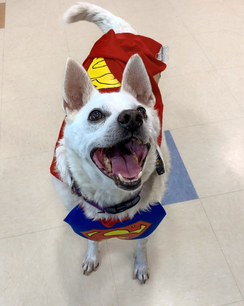 Bar Dog Wine's HOWL-oween dog costume contest features adoptable pups